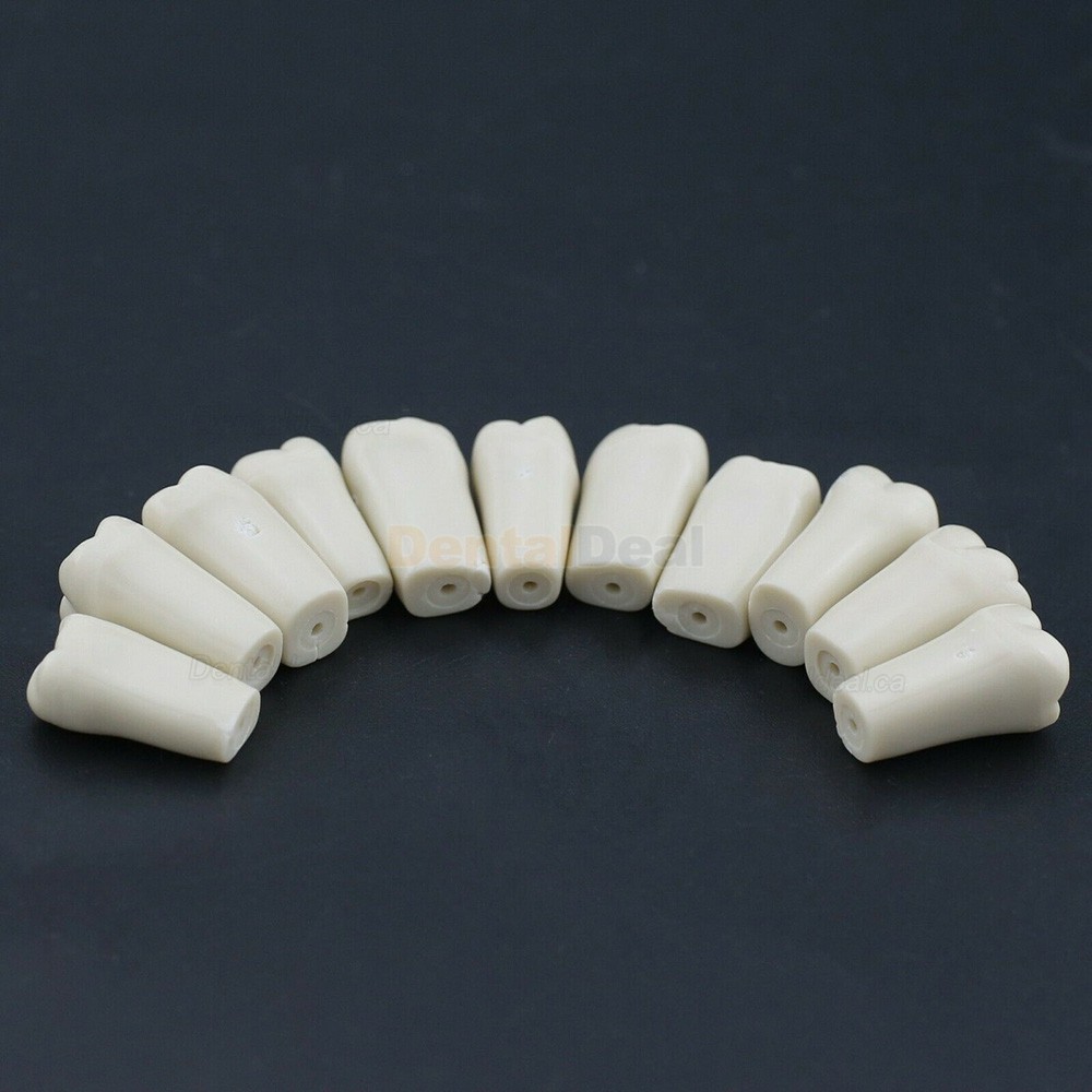 Dental Typodont M8023 32Pcs Replacement Teeth Fit Columbia 860